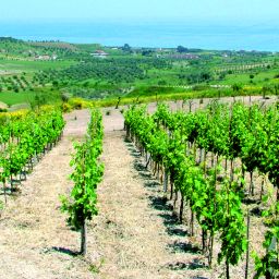 I vini in Calabria Dal tirreno allo jonio reggino